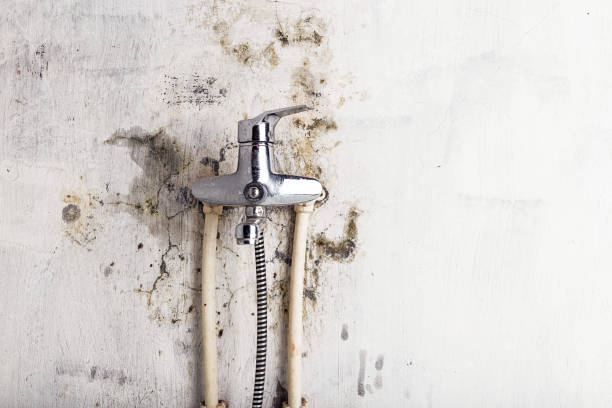 Best Certified Mold Removal  in Barre, VT