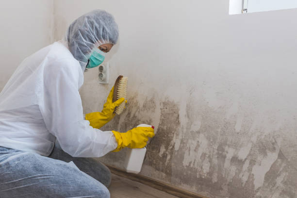 Best Black Mold Removal  in Barre, VT