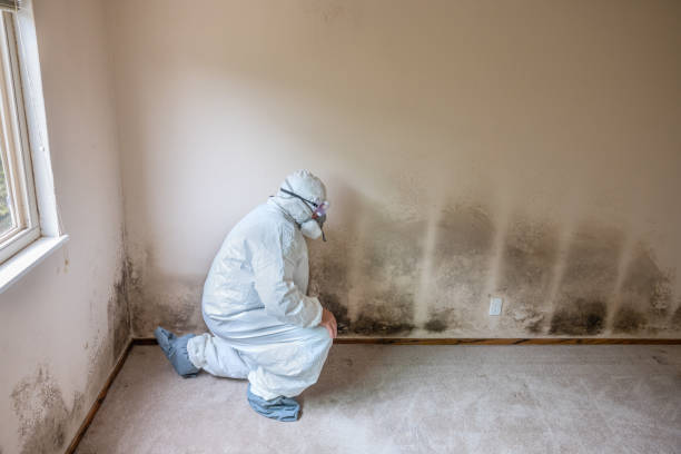 Trusted Barre, VT Mold Removal Experts