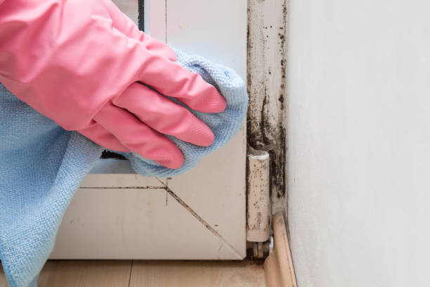 Best Crawl Space Mold Removal  in Barre, VT