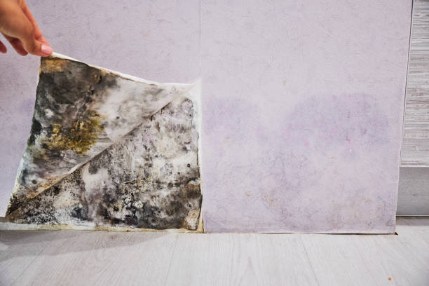 Best Mold Removal Near Me  in Barre, VT